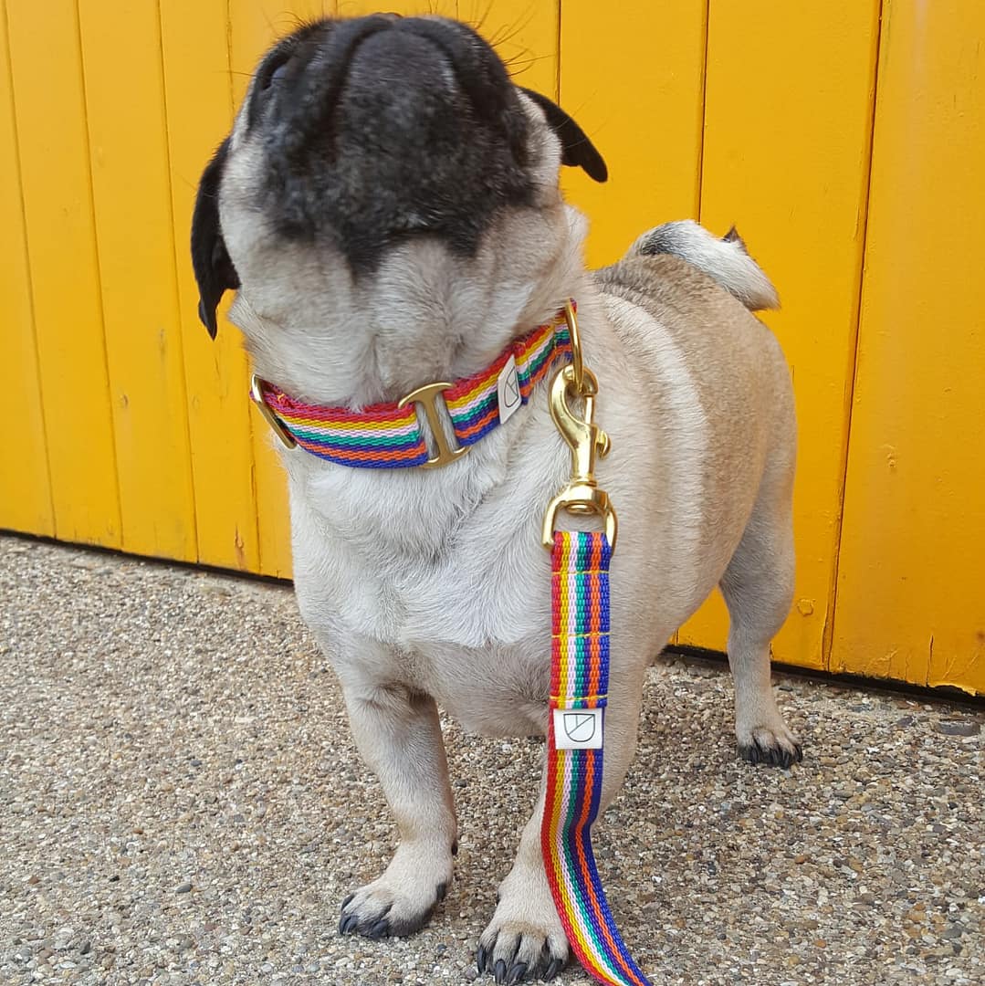 rainbow 'pride' dog collar & lead set