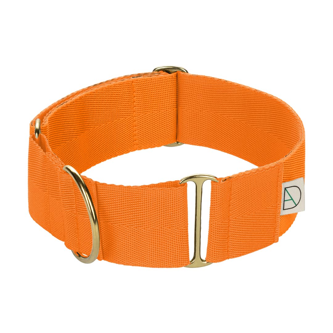 orange martingale dog collar