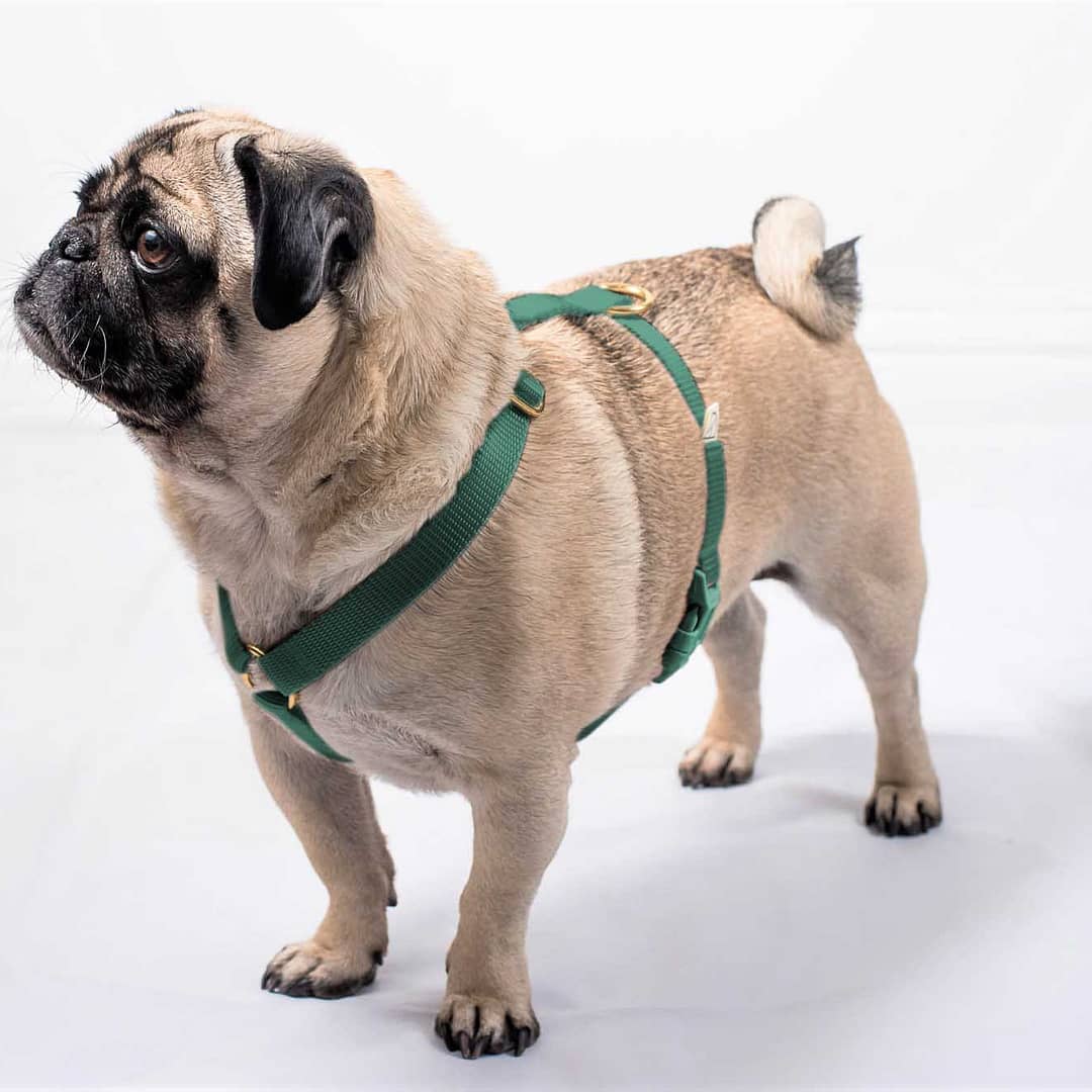 doggie apparel single webbing harness