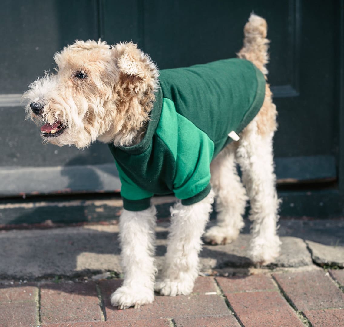 raglan sweater by doggie apparel
