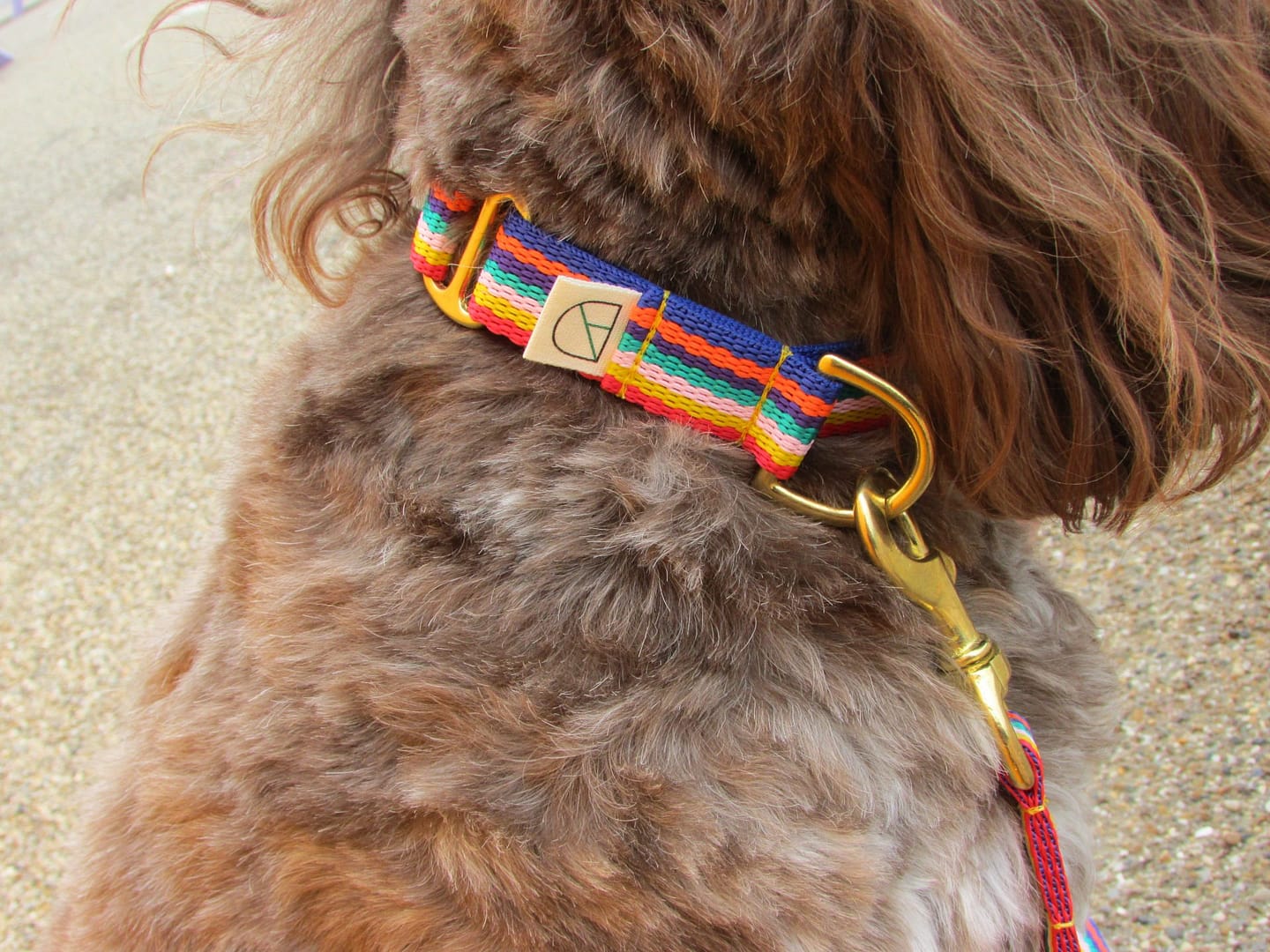 close up of rainbow pride collar