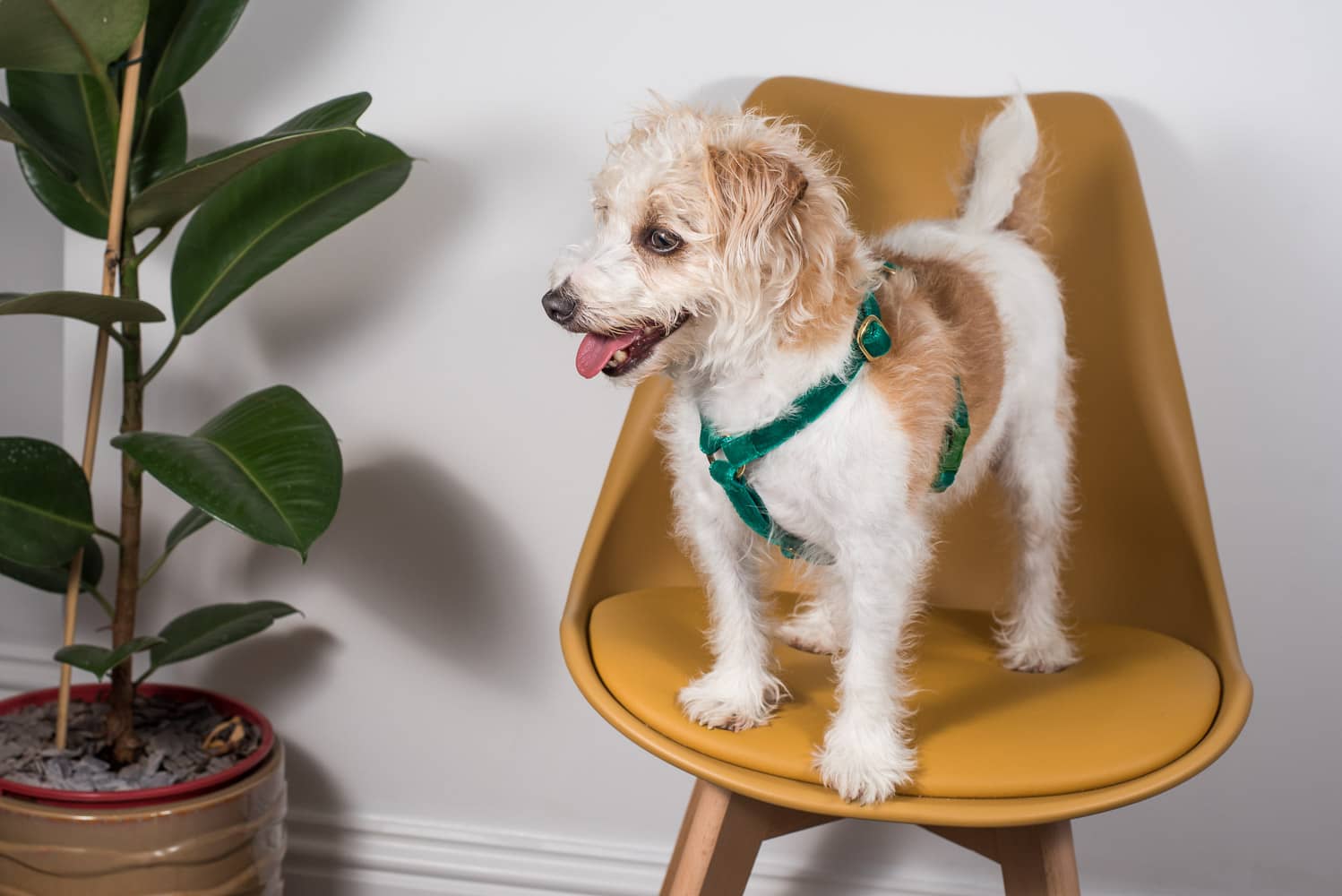 velvet harness by doggie apparel