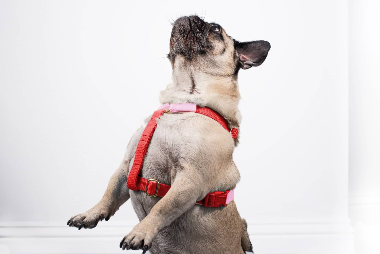 luxury made to measure, bespoke dog harness