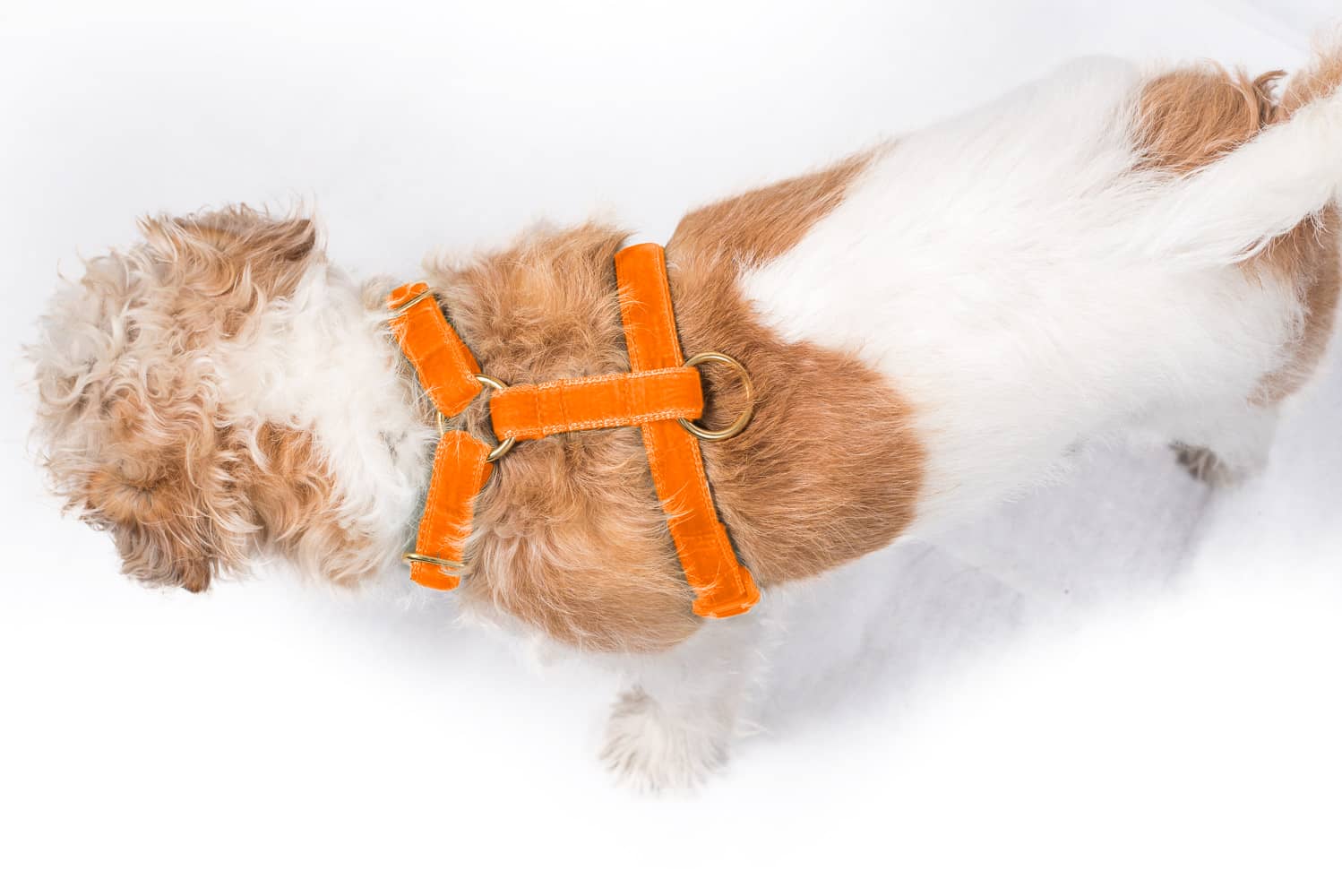 luxury velvet dog harness