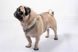 grey bespoke dog harness
