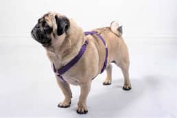 doggie apparel single webbing harness