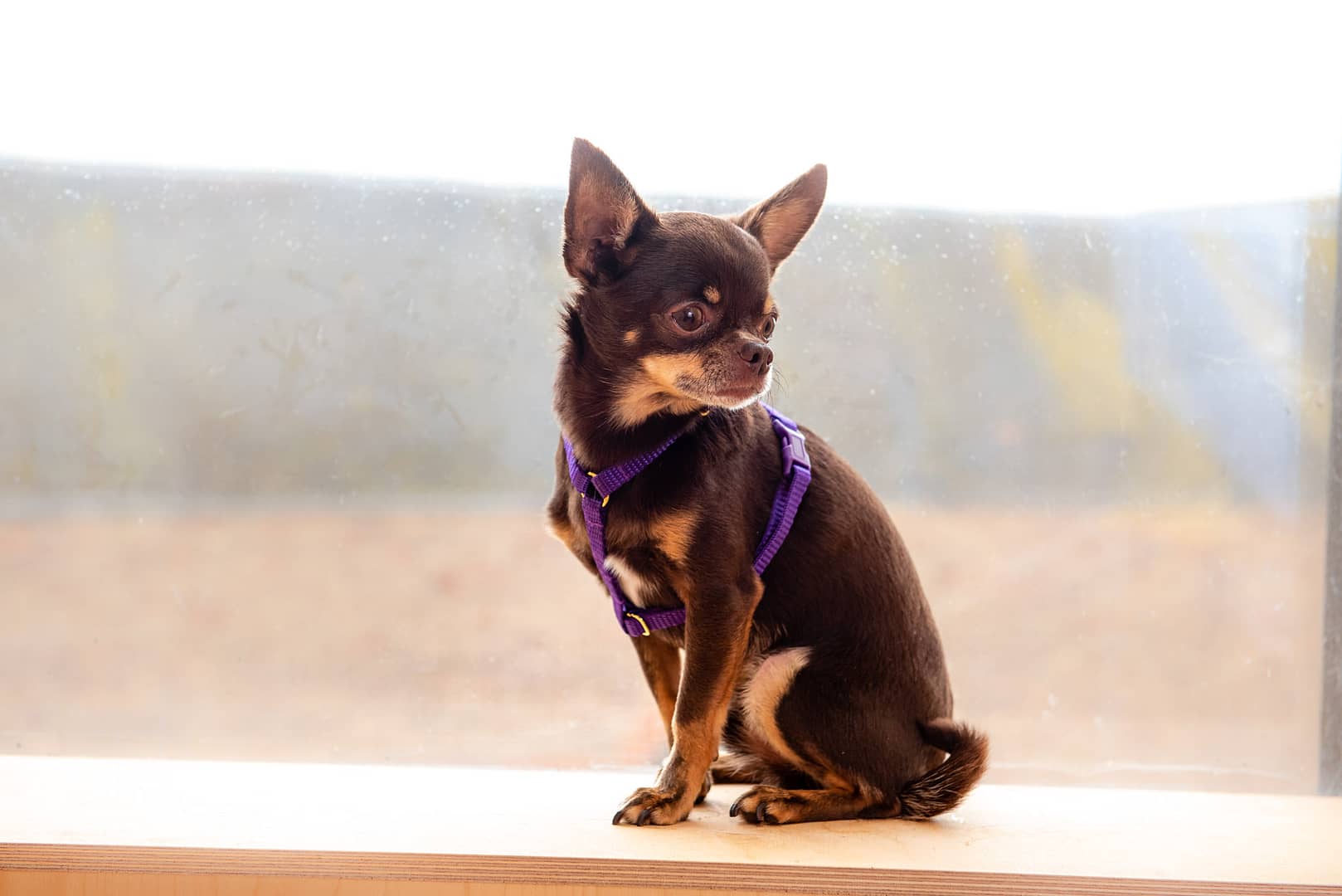 purple teeny dog harness