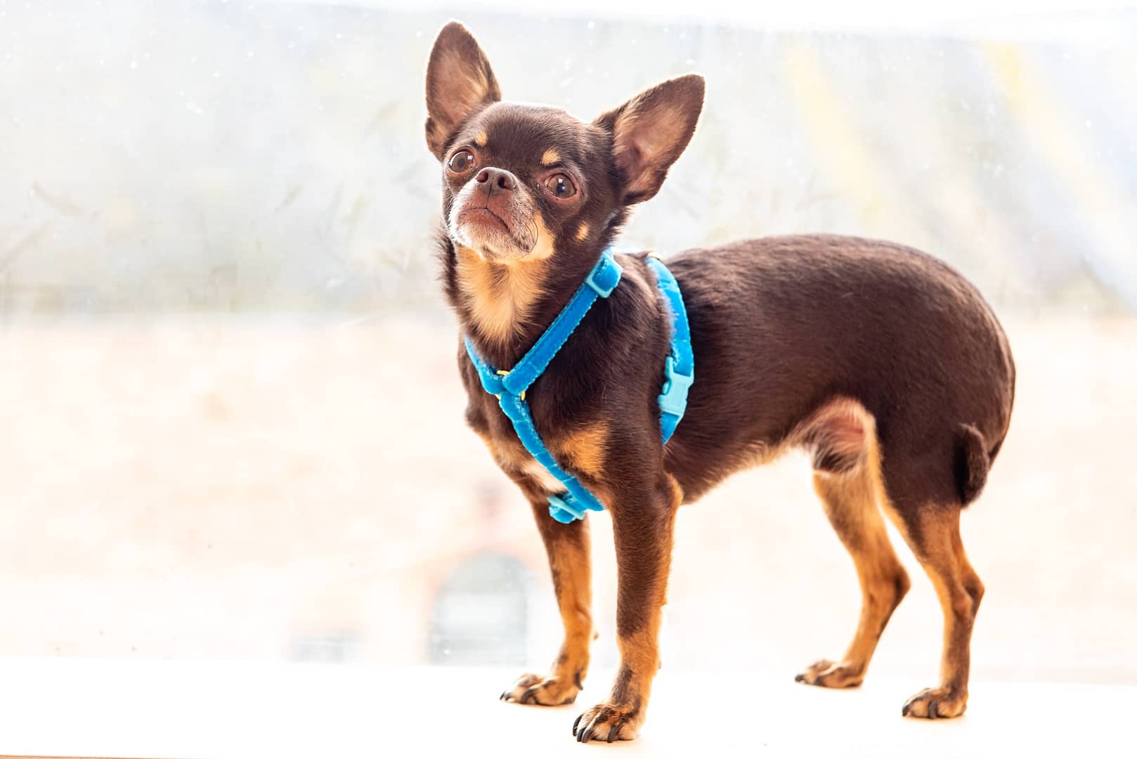 sky blue velvet teeny dog harness