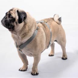 grey bespoke dog harness