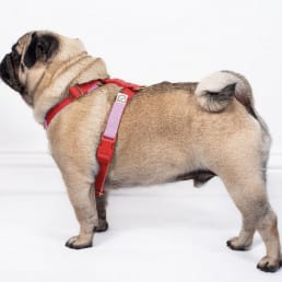 luxury made to measure, bespoke dog harness