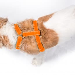 luxury velvet dog harness
