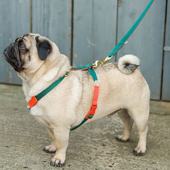 doggie apparel double colour harness