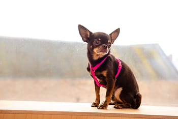 cerise pink teeny dog harness