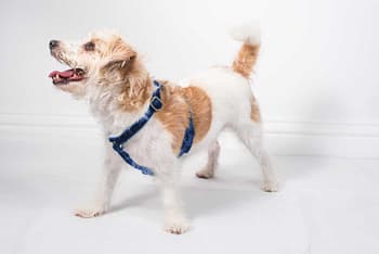 'tivoli' navy velvet dog harness
