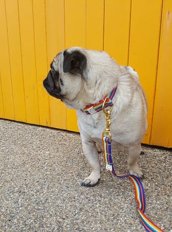 doggie apparel lightweight rainbow dog collar 'pride'