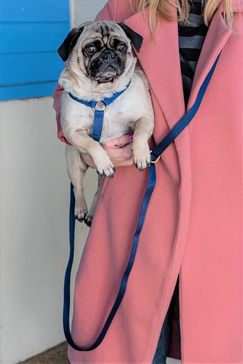 doggie apparel luxury handsfree dog collar
